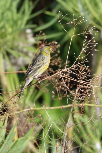 Kanarengirlitz