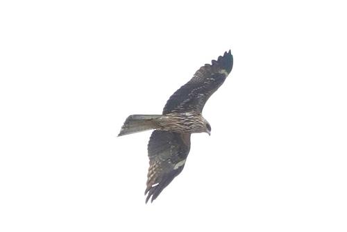 Schwarzmilan (Jungvogel)