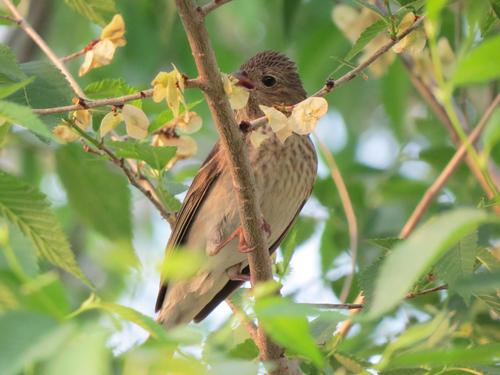 Karmingimpel (Jungvogel)