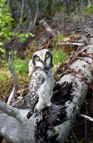Sperbereule (Jungvogel)