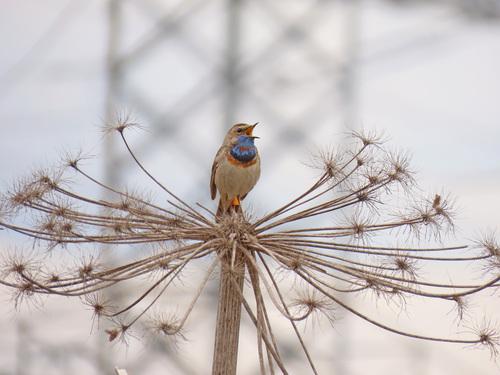 Blaukehlchen