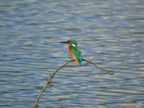 Eisvogel (Männchen)