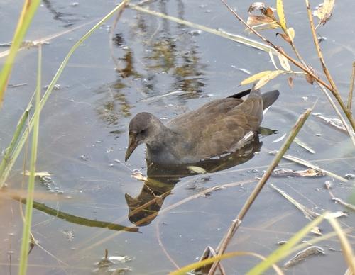 Teichhuhn (Jungvogel)