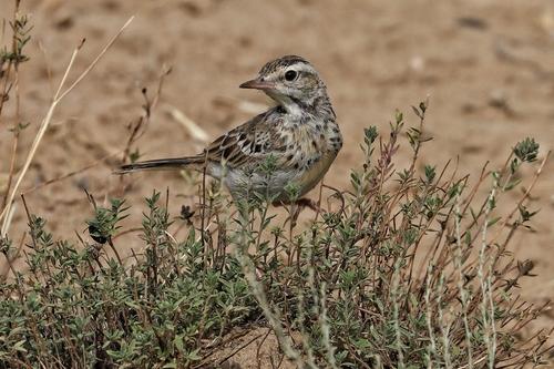 Brachpieper (Jungvogel)