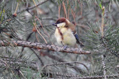 Kohlmeise (Jungvogel)