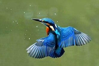 Eisvogel