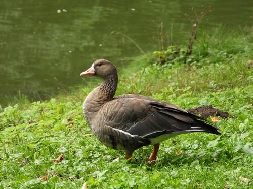 Bläßgans
