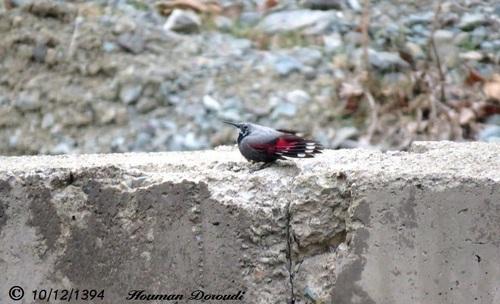 Mauerläufer (Männchen)