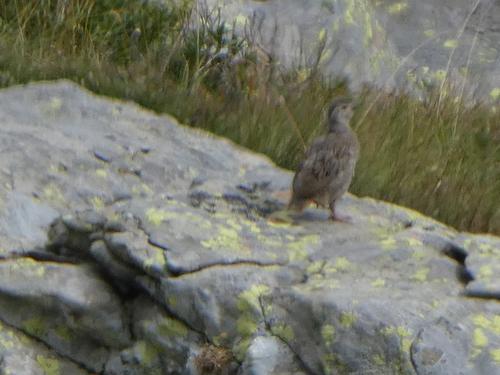 Steinhuhn (Jungvogel)