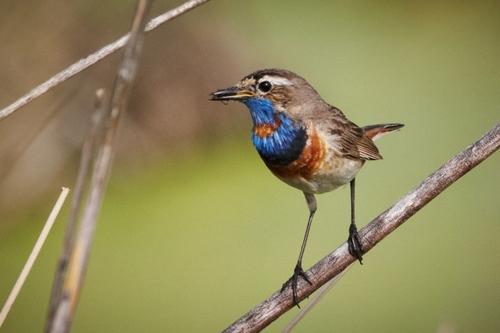 Blaukehlchen