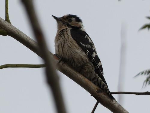 Kleinspecht (Jungvogel)