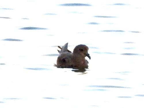 Madeirawellenläufer