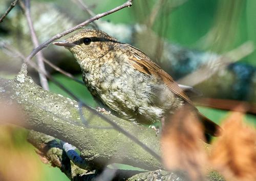Sprosser (Jungvogel)