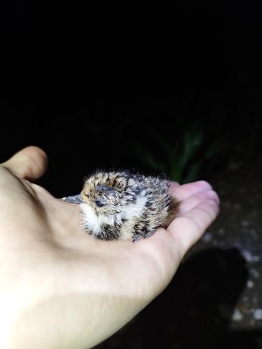 Kiebitz (Jungvogel)