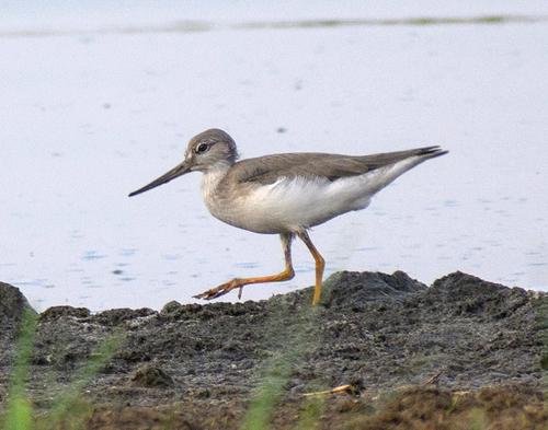 Terekwasserläufer (Jungvogel)