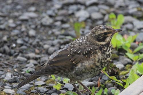 Rotdrossel (Jungvogel)