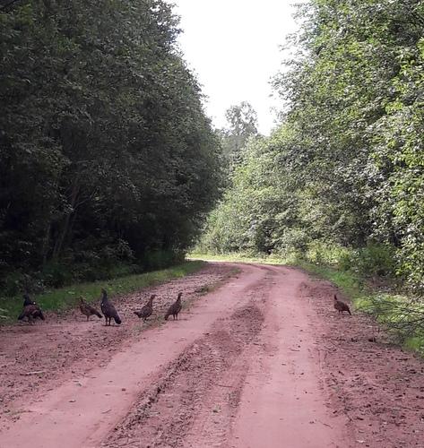 Auerhuhn (Jungvogel)
