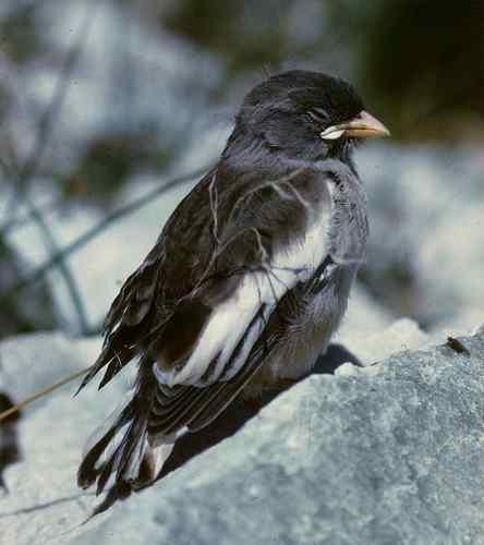 Schneesperling (Jungvogel)