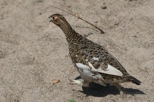 Moorschneehuhn