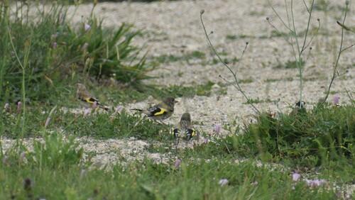 Stieglitz (Jungvogel)