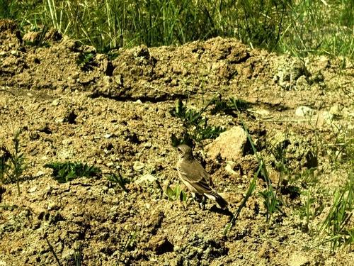 Nonnensteinschmätzer (Jungvogel)