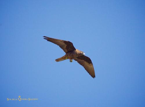 Eleonorenfalke (Jungvogel)
