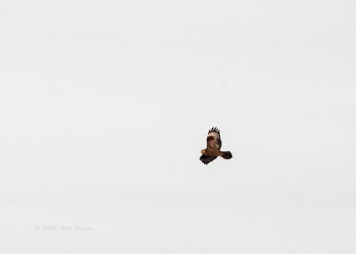 Raufußbussard