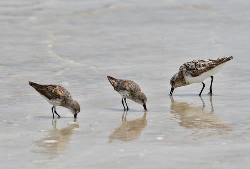 Sanderling