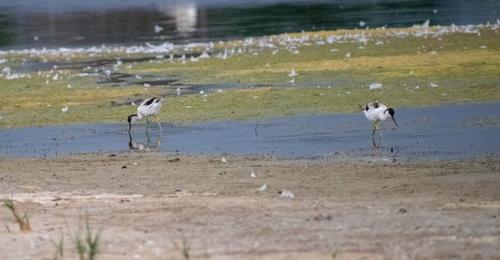 Säbelschnäbler (Jungvogel)