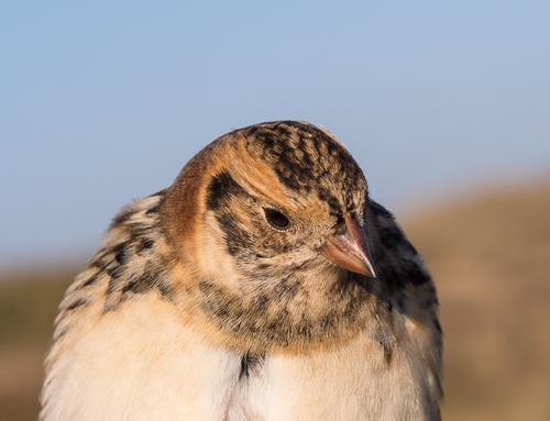 Spornammer (Jungvogel)