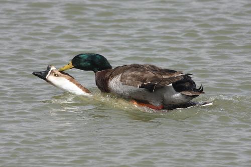 Stockente