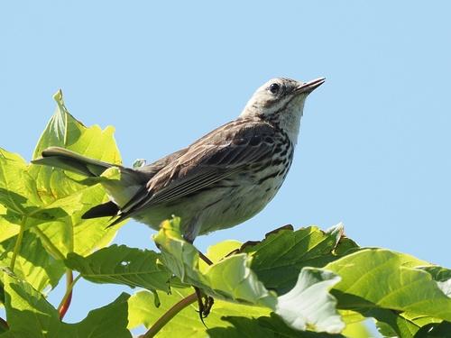 Wiesenpieper (Männchen)