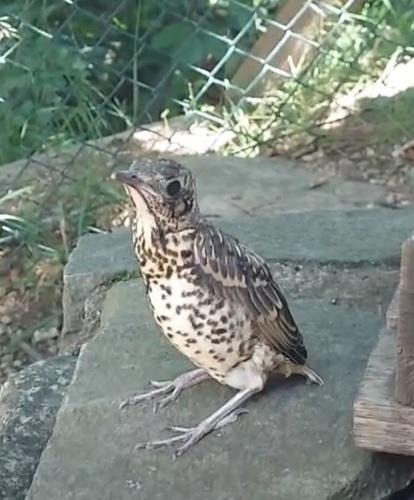 Misteldrossel (Jungvogel)