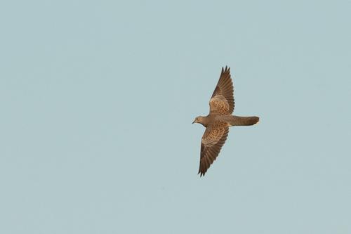 Turteltaube (Jungvogel)