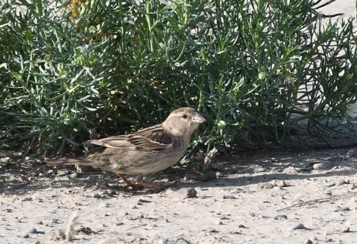 Weidensperling (Weibchen)
