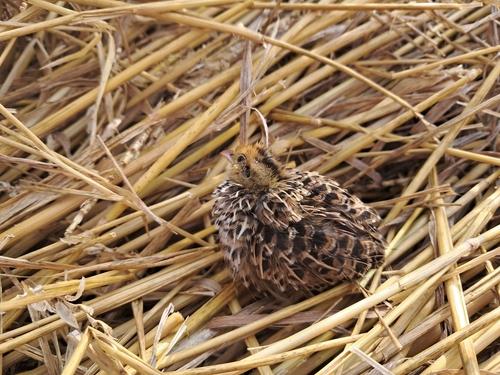 Wachtel (Jungvogel)