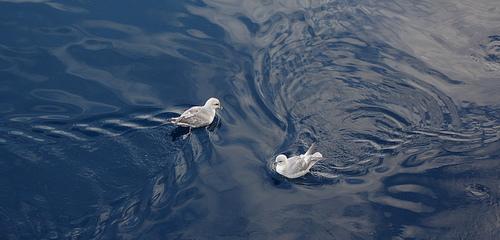 Eissturmvogel