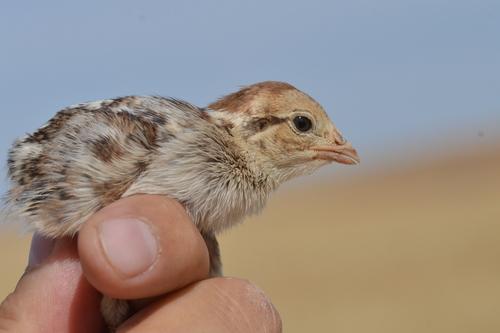 Felsenhuhn (Jungvogel)