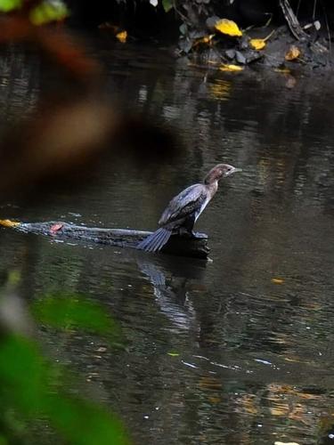 Zwergscharbe (Jungvogel)