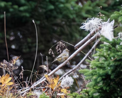 Zitronenzeisig