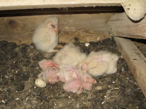 Schleiereule (Jungvogel)