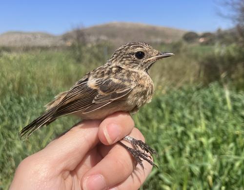 Schwarzkehlchen (Jungvogel)