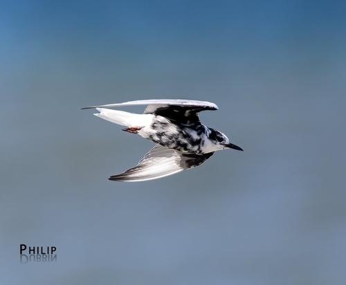 Weißflügel-Seeschwalbe