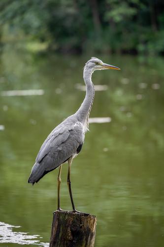 Graureiher (Jungvogel)