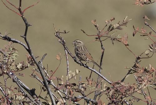 Zippammer (Jungvogel)