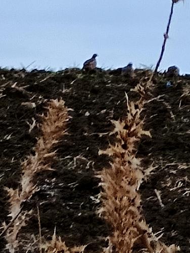 Felsenhuhn