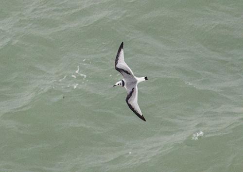 Dreizehenmöwe (Jungvogel)