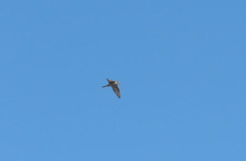 Würgfalke