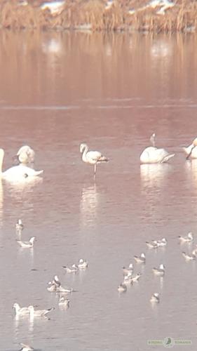 Rosaflamingo (Jungvogel)