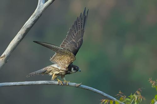 Baumfalke
